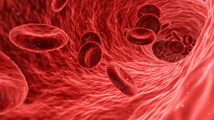Blood cells carry oxygen and nutrients throughout the body